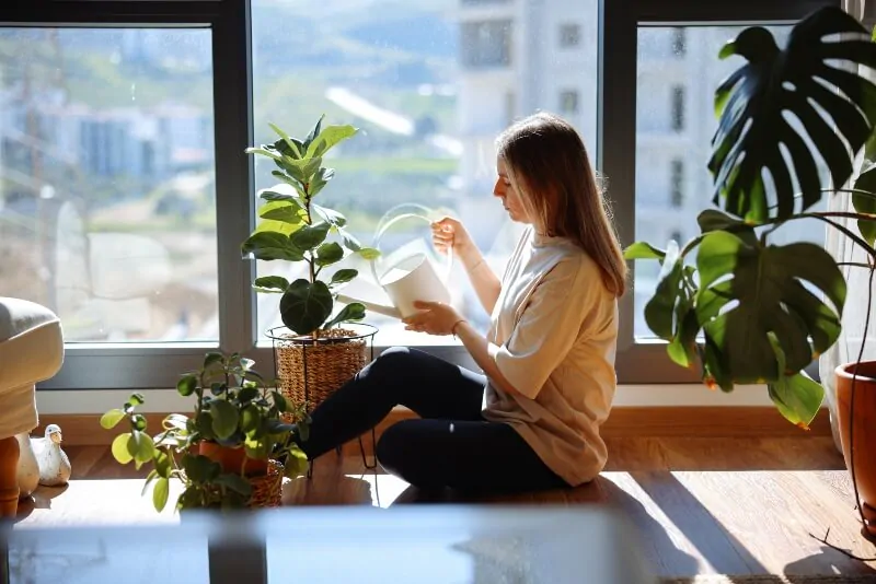 Pflanzen im Haus verbessern das Mikroklima